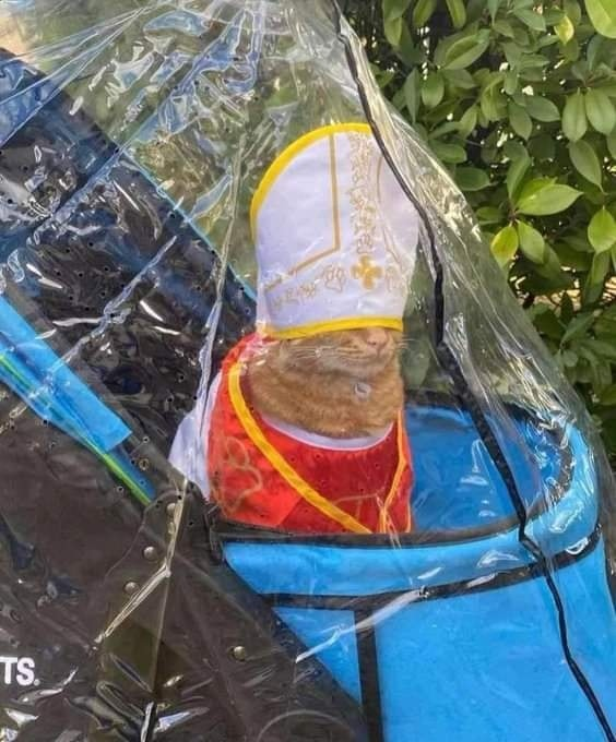 cats with jobs 🛠 (@catworkers) on Twitter photo 