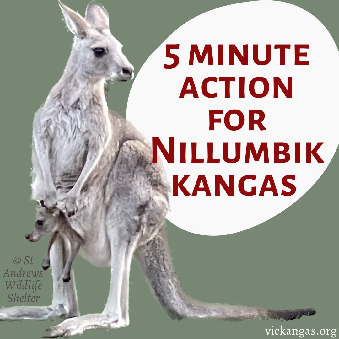 VicKangaroos's tweet photo. #Nillumbik Council Environmental Officers are reviewing commercial #kangaroo killing &amp; will make a recommendation to Councillors on its suitability later this month. 

Please send the head of the dept a short, polite e-mail expressing your opposition 👉 
https://t.co/t6MXf7swEF https://t.co/XVupzJ9f40