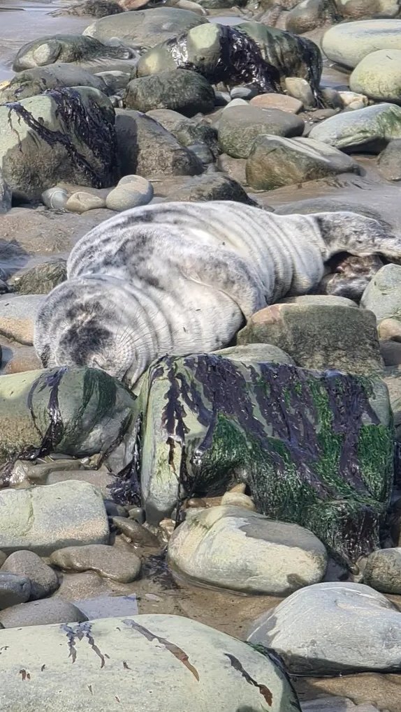 Snoozy seal pup on a New Quay beach- the pup was assessed and deemed to be in good health, it later returned to the sea 🦭 *photo was taken from a distance using zoom #seal #wildlife #wildlifephotography #photography #sealpup #pupping #beach #seaside #monitoring #marine