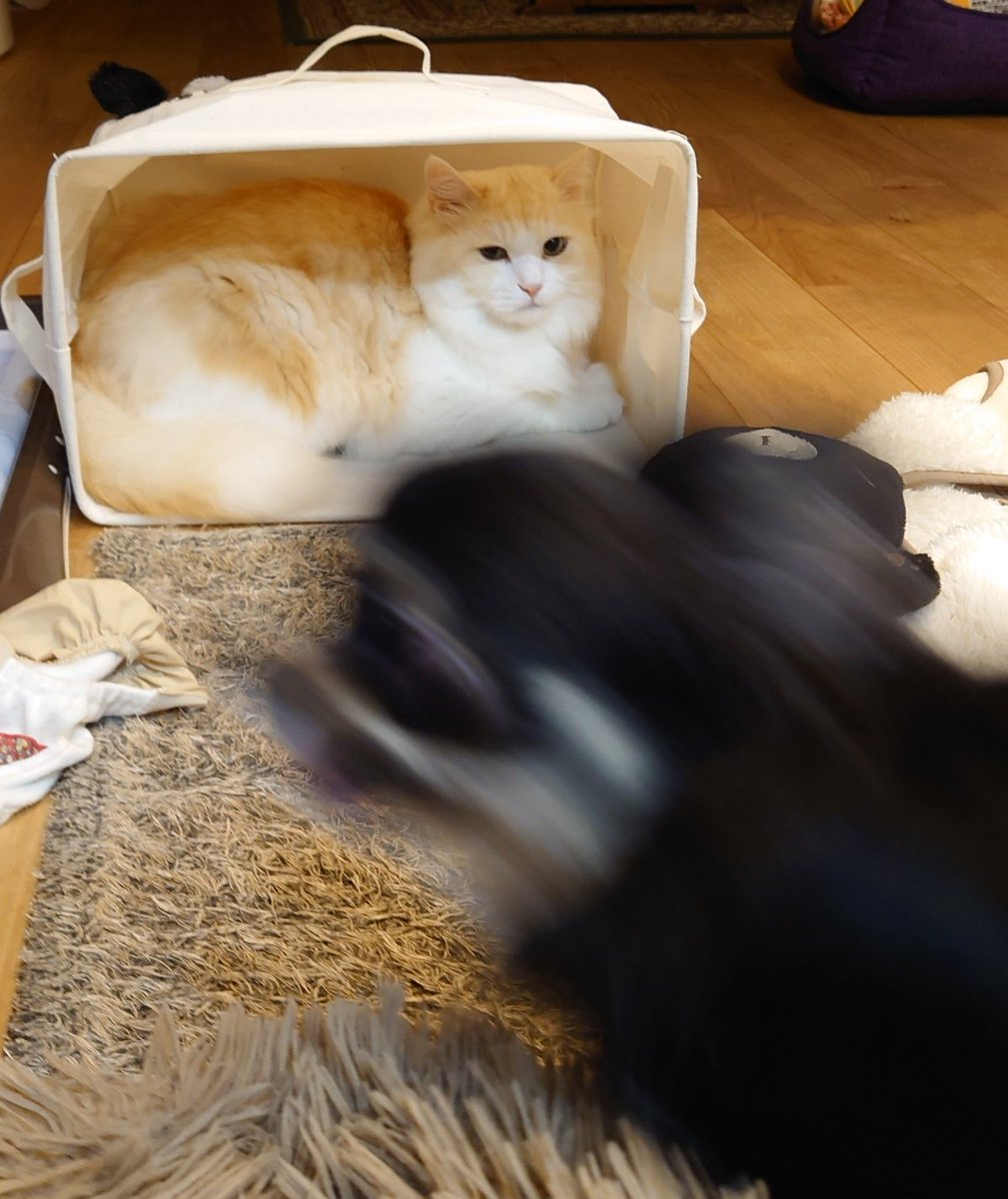 小物入れをひっくり返して遊んでいたら猫に入られて荒ぶる犬の図