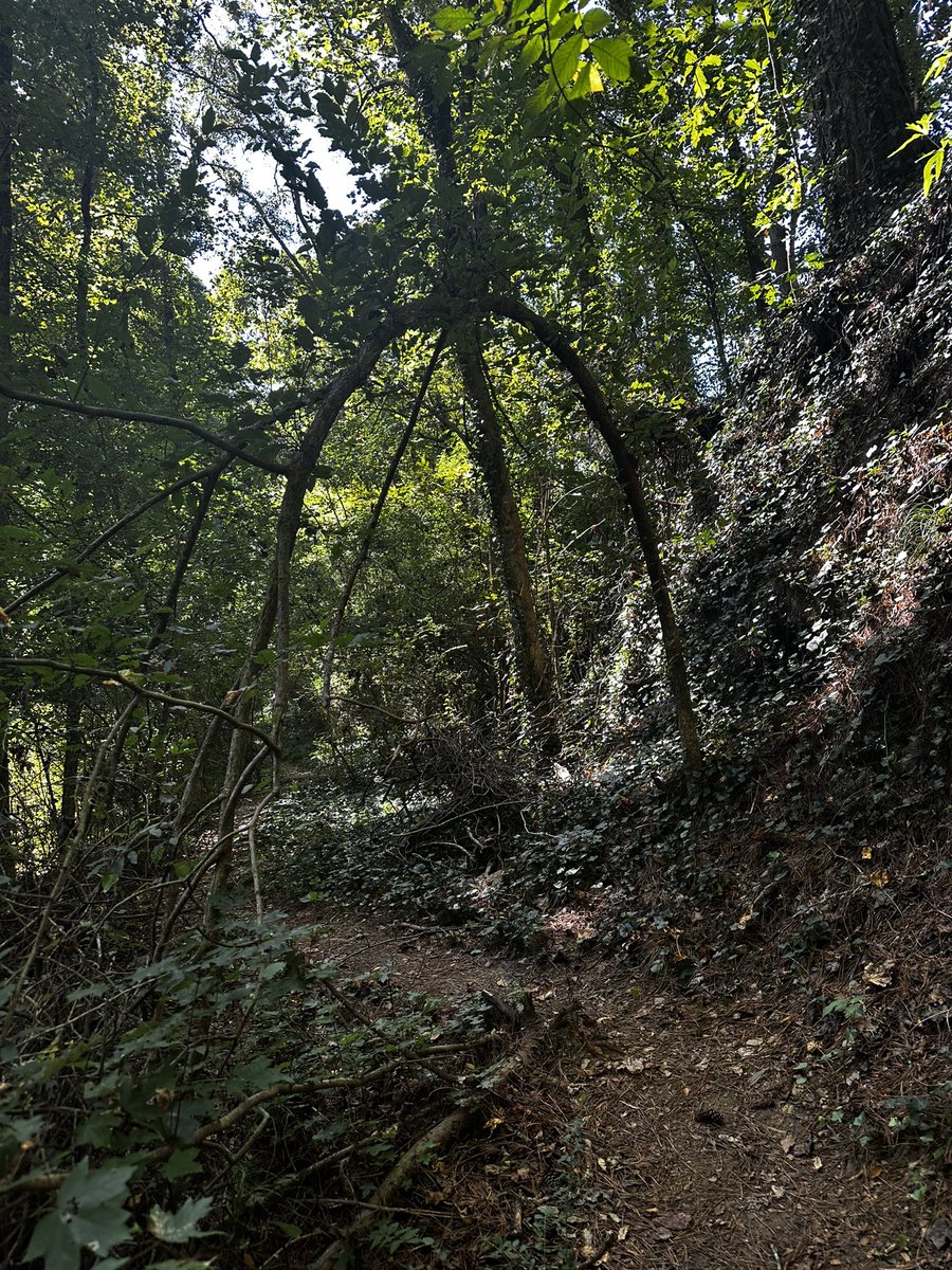 inBL88M's tweet photo. there’s a black man in the woods looking for himself https://t.co/4ZPAMCyUBy