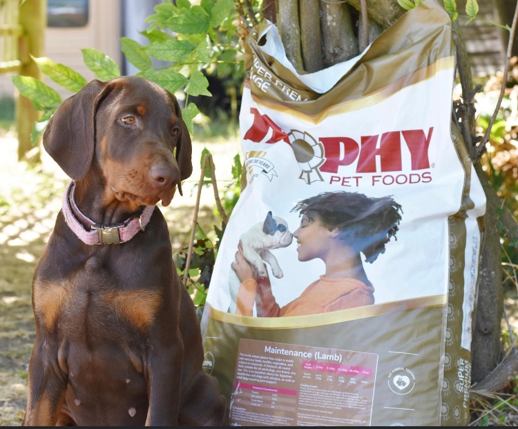 Our Super Premium Maintenance (Lamb) recipe is one of our best sellers. It's wheat gluten free &amp; is packed with succulent Lamb, nutritious Vegetables &amp; an unique blend of botanicals, it's fantastic for dogs who suffer from sensitive tummies #dog #petfood #ukdogs #Petfood #dogfood