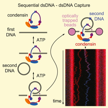 MolecularCell's tweet photo. Online Now: Establishment of dsDNA-dsDNA interactions by the condensin complex https://t.co/XXUNAE5MmN https://t.co/UFWt3uvl5R