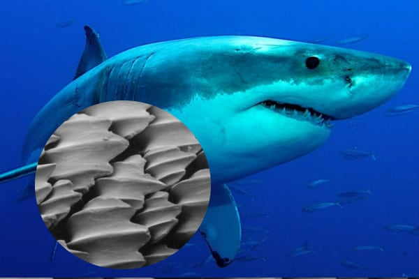 Drippy Sharks tweet media