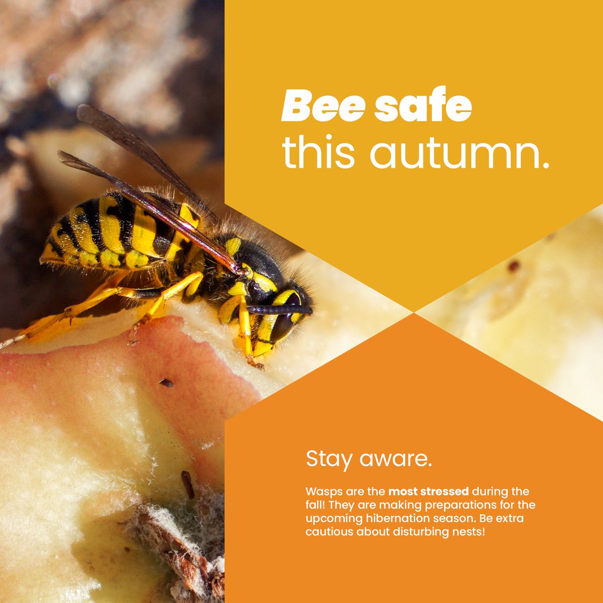 beeawareallergy's tweet photo. Stay aware. Wasps are the most stressed during the fall. They are making preparations for the upcoming hibernation season. Be extra cautious about disturbing nests! Learn more: https://t.co/V4BjX3uxeS #BeeAware #BeeStingAllergies #wasps https://t.co/4l5v19Xuph