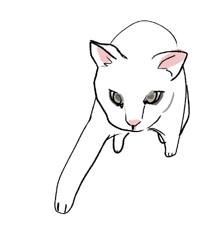 my friend's cat 