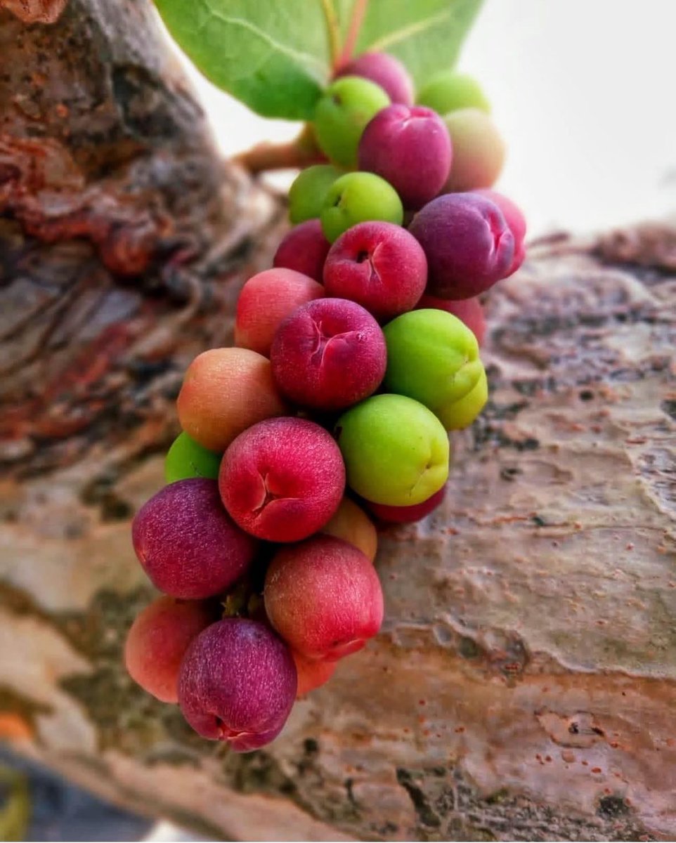 CBJourneys's tweet photo. ‘Tis the season. #IYKYK 

👇🏽Comment below if you know what these are. https://t.co/dVgn9Nj2Yz