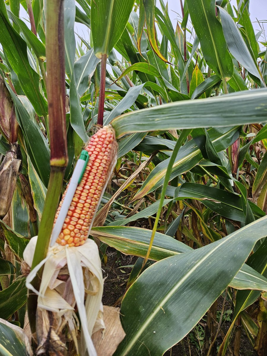 patrick cashman tweet media