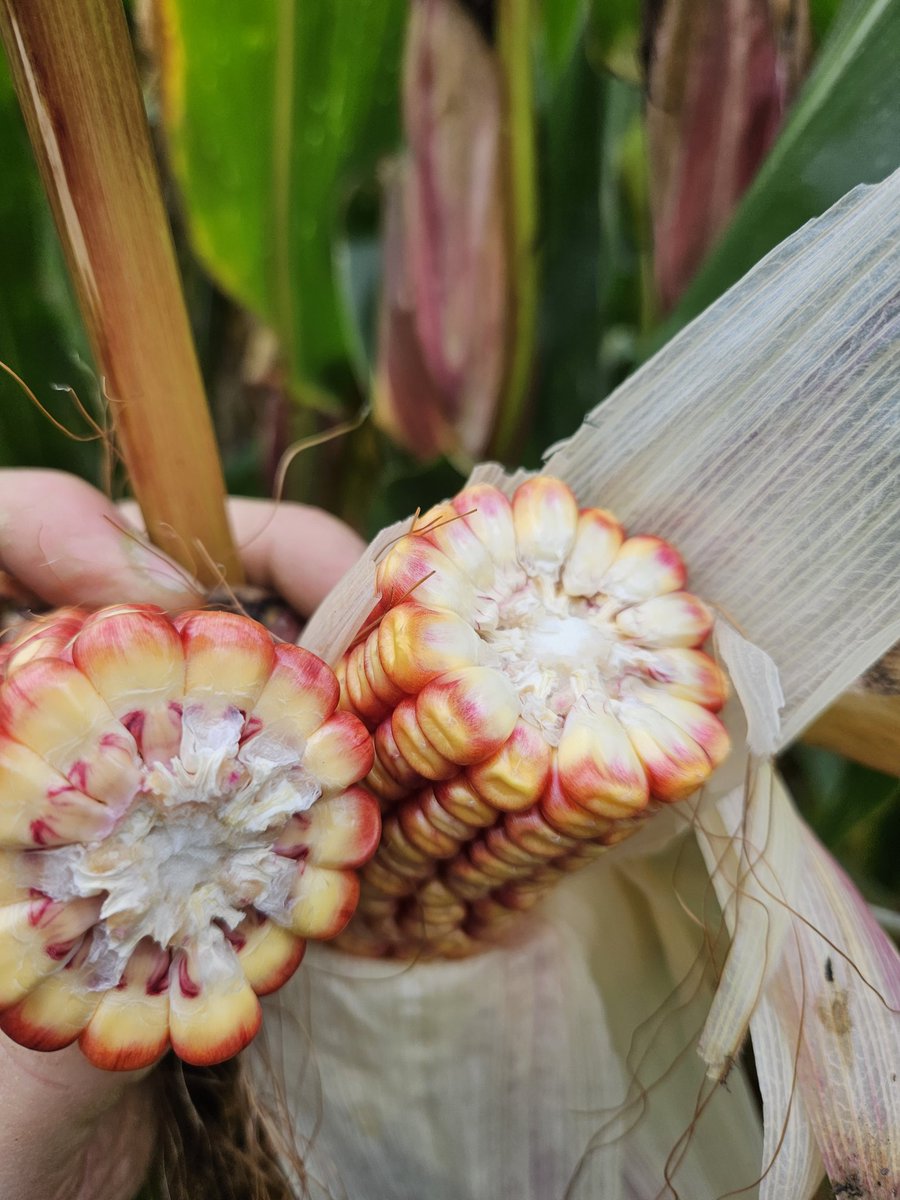 patrick cashman tweet media