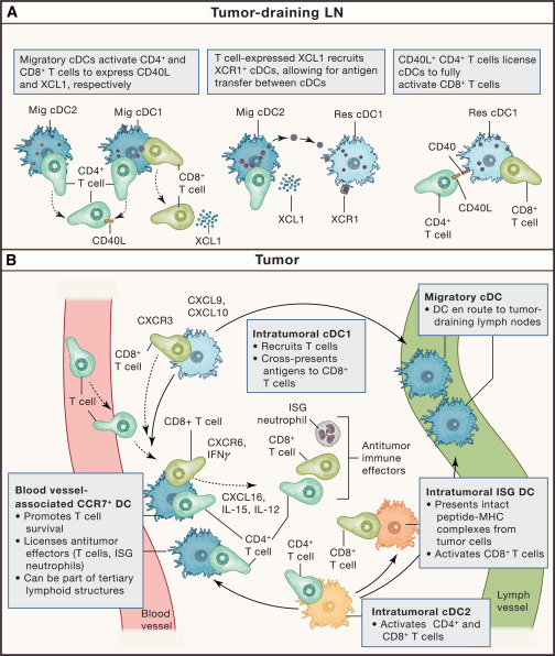Dendritic cells as shepherds of T cell immunity in cancer: Pittet, Di Pilato, Garris, &amp; Mempel review the current knowledge of DC-T cell interactions at both priming and effector sites of immune responses &amp; discuss how insights from DC development, ontogeny, and function in