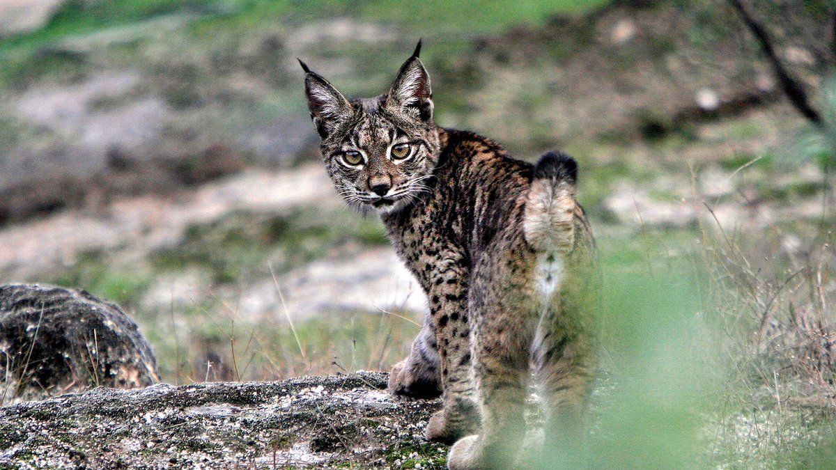 andonicanela's tweet image. ¡Muchas gracias a todas y todos por el seguimiento estos meses en directo! 😊😊😊 #seriePanteras
Ya está TODA LA SERIE disponible en @RTVEPLAY 
Con @unaicanela