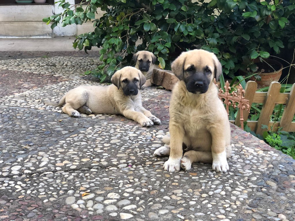 masum_gozler's tweet photo. Çatalca Yalıköydeler.
3 yavru, 2 erkek 1 dişi.
Çoban köpeği cinsi.
İletişim Nesrin Özçelik
0 533 311 41 74 https://t.co/zJXs59AiCd