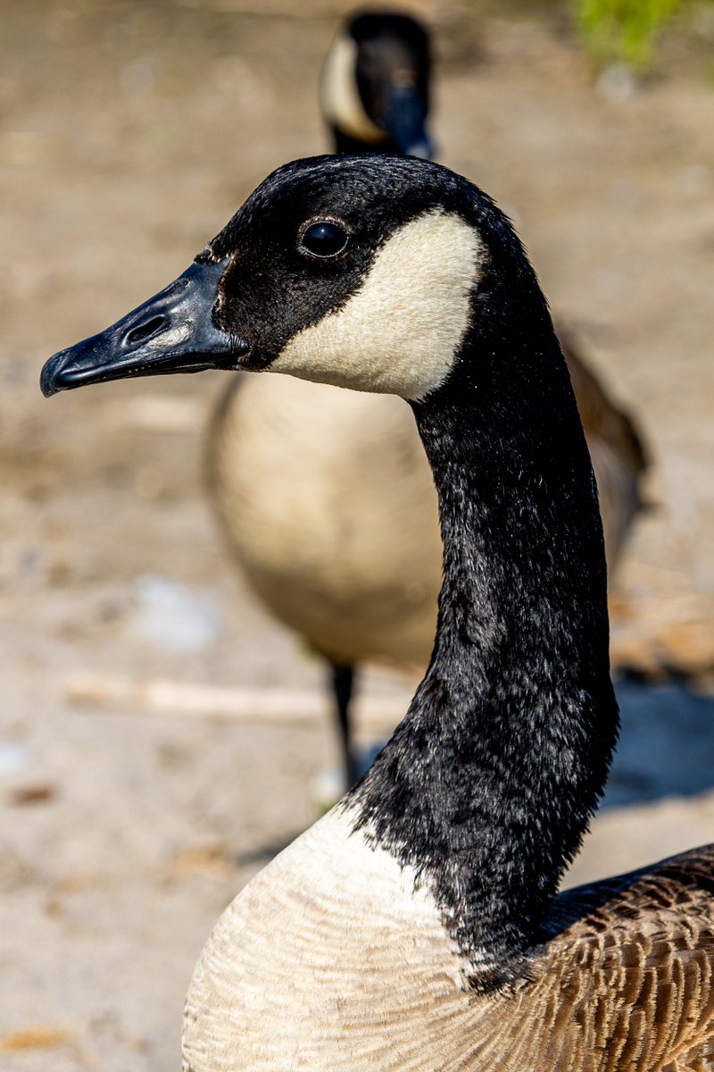It's #twosday and you know how I tend to bend the rules a little bit.  

This is two #canadageese ! I mean, it's really just a portrait of the guy in the foreground but whatever! 

#tuesdayvibes #tuesday #canada #geese #cobrachickens #birds #birding #nature #wildlife #photography