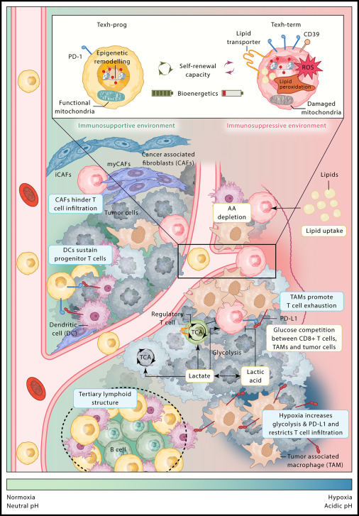 CD8+ T cells in the cancer-immunity cycle: CD8+ T cells are “end effectors” of cancer immunity. Wherry, Kaech, Giles, & Globig review the current understanding of CD8+ T cell differentiation and function in cancer, discussing recent advances within a four-signal framework that…