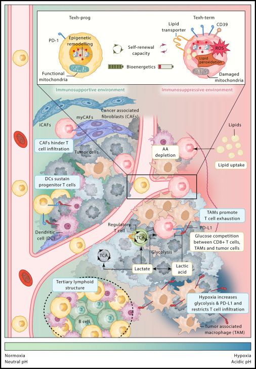 CD8+ T cells in the cancer-immunity cycle: CD8+ T cells are “end effectors” of cancer immunity. Wherry, Kaech, Giles, &amp; Globig review the current understanding of CD8+ T cell differentiation and function in cancer, discussing recent advances within a four-signal framework that