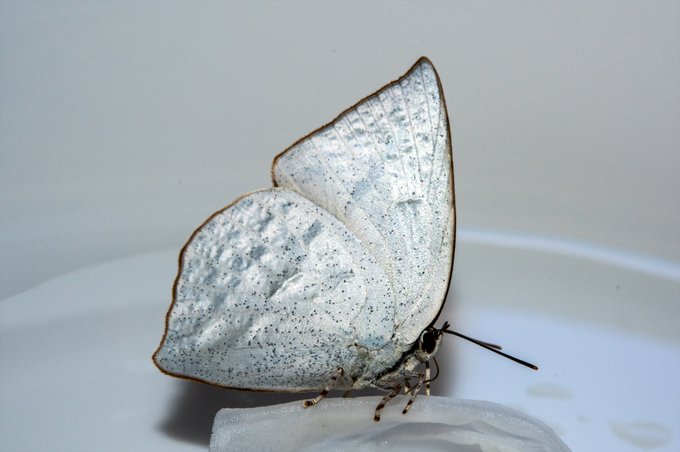 ウラギンシジミのこの表裏のコントラスト好き 