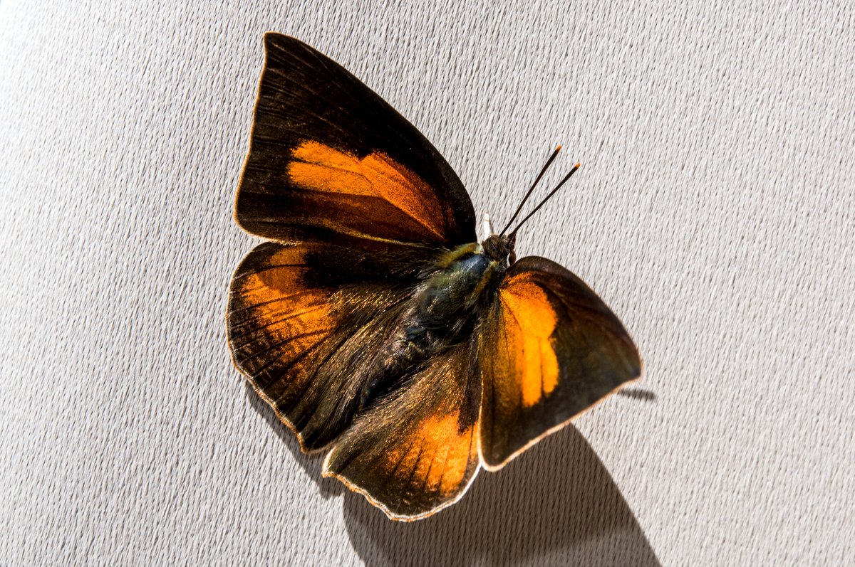 ウラギンシジミのこの表裏のコントラスト好き 