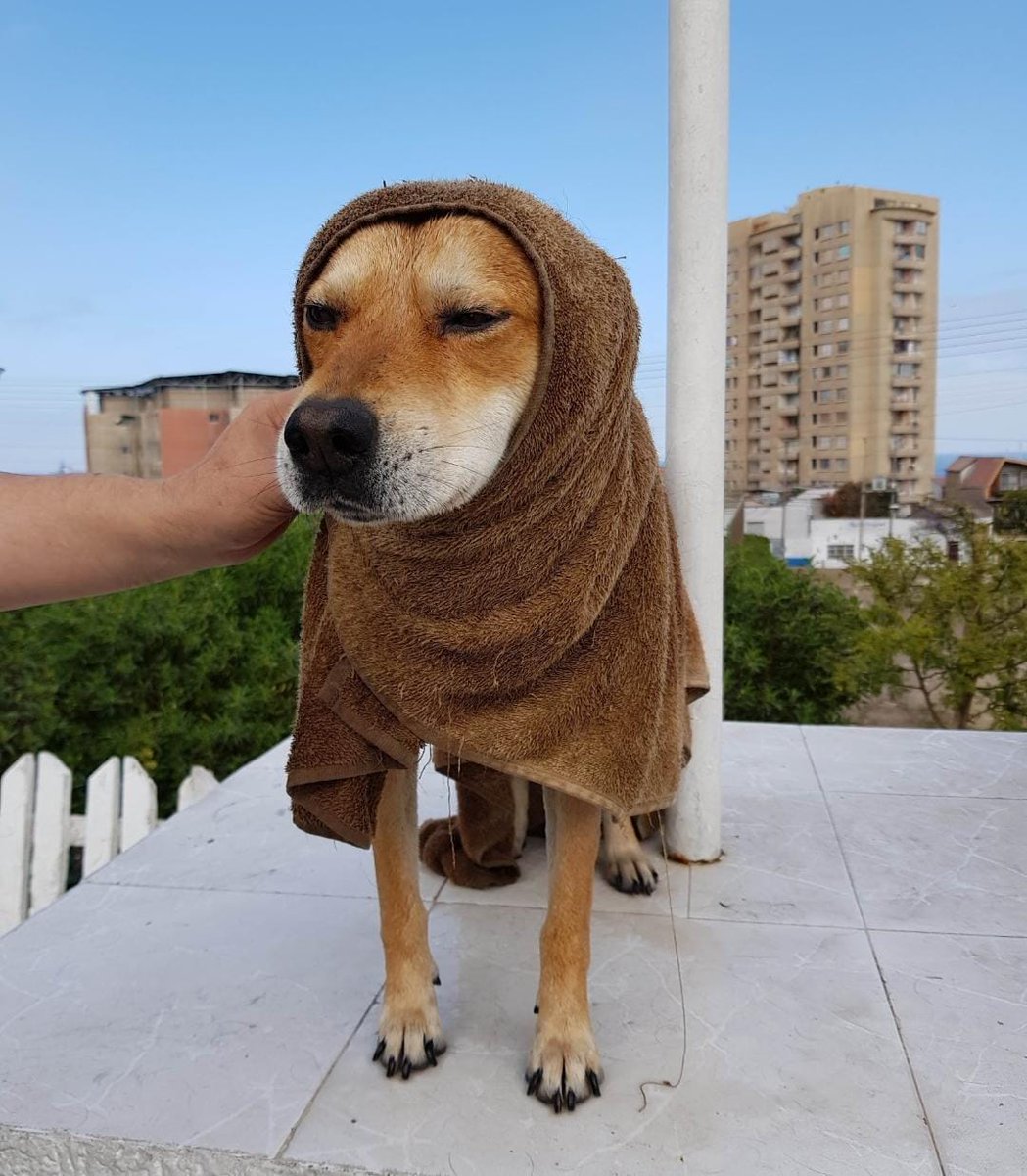 adabarrazap's tweet photo. RT Amigos, nuestro Chocolate se ha perdido. Pido por favor si alguien lo ha visto, nos avise. La última vez fue visto en calle Matta con Rendic. Ayúdanos a difundir,  gracias 🙏🏽 #antofagasta #perroperdido @jonathanplan9 https://t.co/unEzAa0NJZ