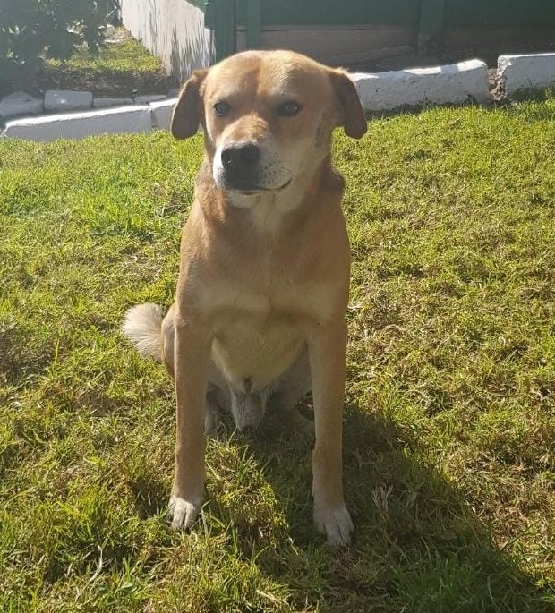 adabarrazap's tweet photo. RT Amigos, nuestro Chocolate se ha perdido. Pido por favor si alguien lo ha visto, nos avise. La última vez fue visto en calle Matta con Rendic. Ayúdanos a difundir,  gracias 🙏🏽 #antofagasta #perroperdido @jonathanplan9 https://t.co/unEzAa0NJZ