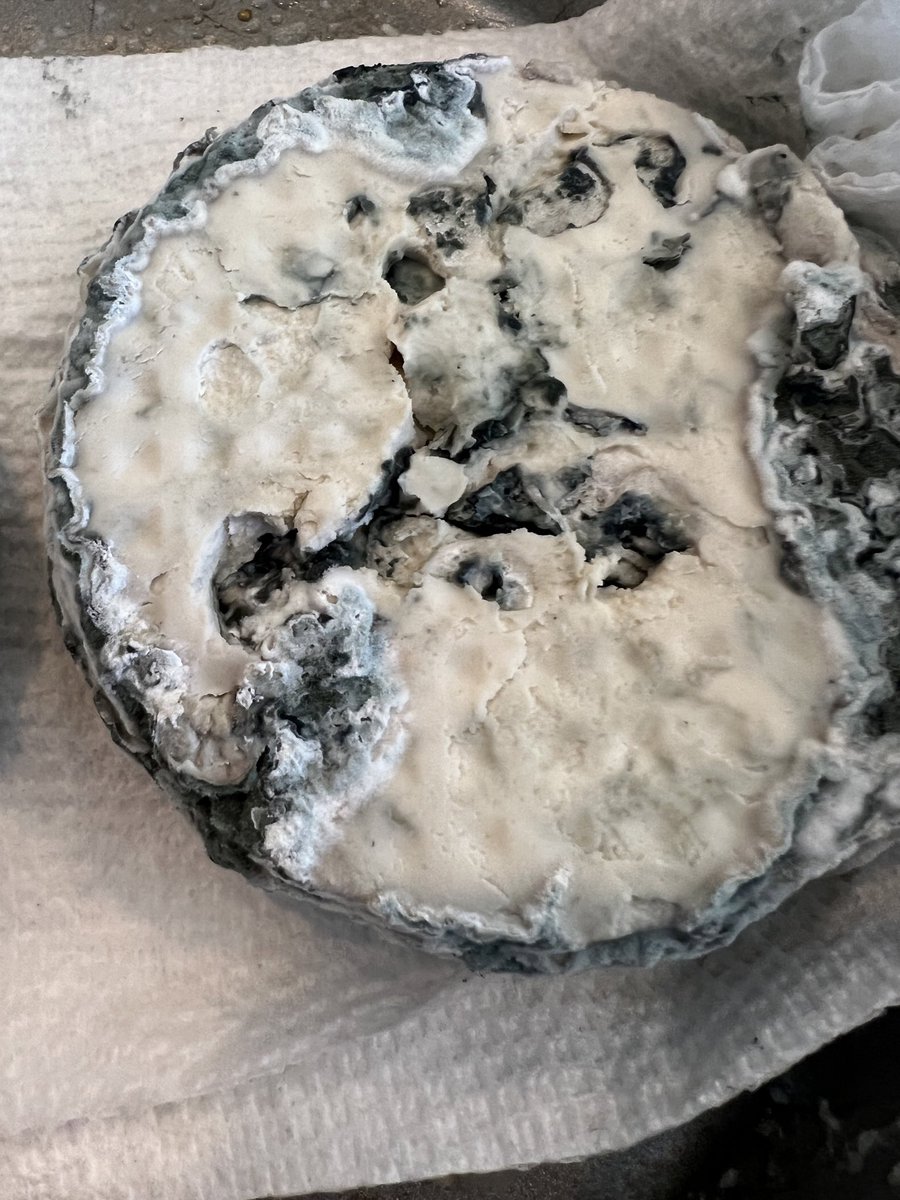 nickdawson's tweet photo. @bugcounter @benjaminchapman a year later, I’ve gotten a good finished project (despite what it looks like) with my cashew blue cheese using p. Roquforti. This time I laco-fermented the cashews and got a ph of about 4.3. 
The taste is amazing! (I’m still alive 24 hours later) https://t.co/Fh4fOPYLU5