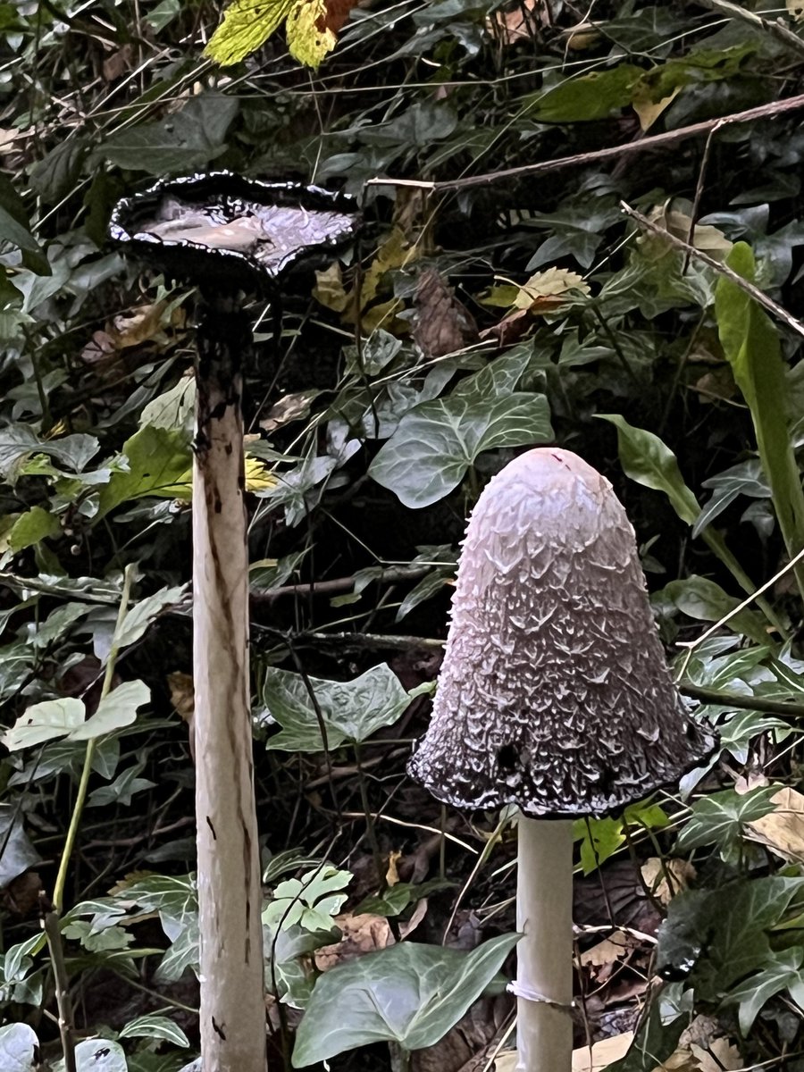 LariDonWriter's tweet photo. I’ve had a fondness for fungi, especially the dark and drippy kind, ever since I created fungus fairies – with nasty drippy magic - for the third book in the #Spellchasers trilogy. @discoverkelpies #kidlit https://t.co/lBbv2u9olH
