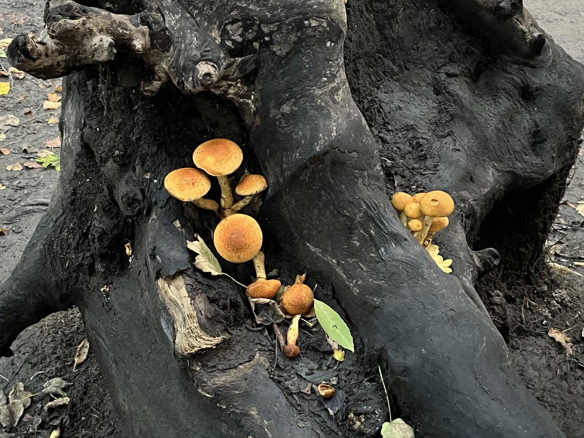 LariDonWriter's tweet photo. I’ve had a fondness for fungi, especially the dark and drippy kind, ever since I created fungus fairies – with nasty drippy magic - for the third book in the #Spellchasers trilogy. @discoverkelpies #kidlit https://t.co/lBbv2u9olH
