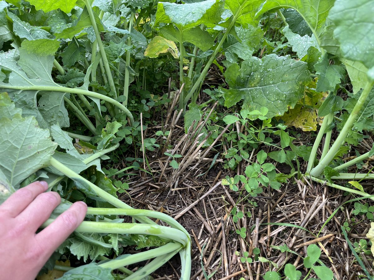 Subsoiling and OSR seeding in one go. Great entry for this new field in to #conservationag. 2nd pic: long term notill OSR. 3rd/4th pic: notill OSR undersown with alfalfa #livingmulch.