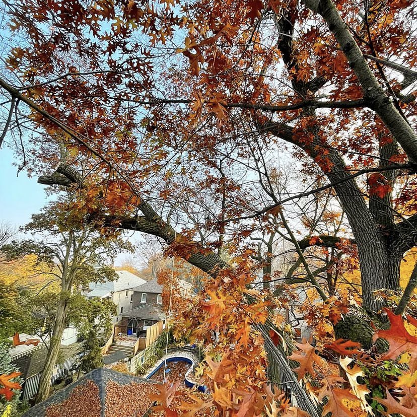 Happy belated Thanksgiving from Heritage Tree Care! Wishing you all health and happiness for the beautiful Fall and Winter seasons ahead. Stay safe up there!