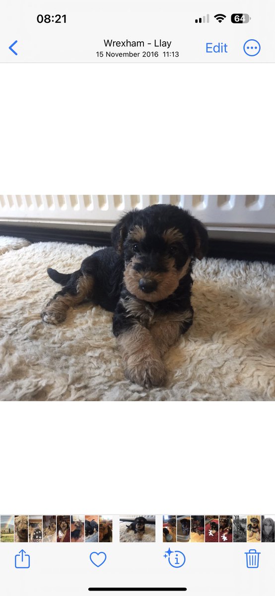 jillfearnhead's tweet photo. Hoo looking back at photos of me #macey https://t.co/VrdfM4RP3k