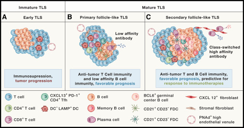 Tertiary lymphoid structures and B cells: An intratumoral immunity cycle: Fridman and colleagues review the role of tertiary lymphoid structures in the generation of T and B cell immunities in the context of cancer. Integrating insights from basic research and the clinic, the