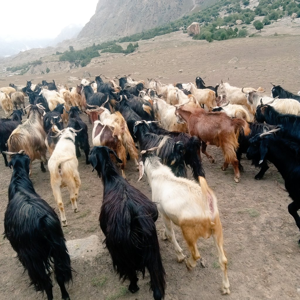 sajidrazaali's tweet photo. Good evening everyone ❤️🙏🏼
Animals of #ChelainDas
#RupalValley #mountains #AnimalsLover #beautifulanimals ❤️ https://t.co/cSKuidgAY6