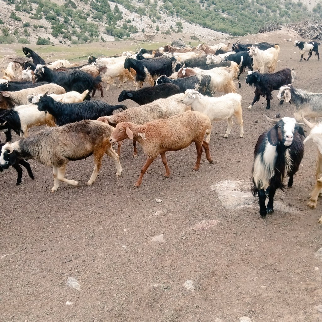 sajidrazaali's tweet photo. Good evening everyone ❤️🙏🏼
Animals of #ChelainDas
#RupalValley #mountains #AnimalsLover #beautifulanimals ❤️ https://t.co/cSKuidgAY6