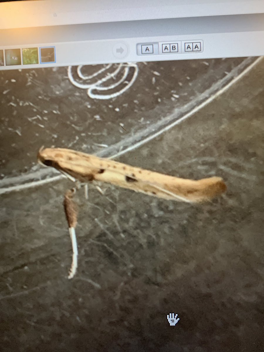 phil1cadman's tweet photo. Can anyone help with the identification of this Micro please @FlyinginFordham @dgcountryside @MigMothUK @DaveMor54907676 @SmalePerry @paulcoombes844 https://t.co/PQrwnJu1bQ