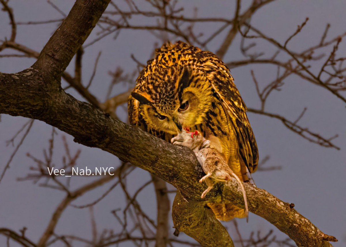 VenusNabs's tweet photo. Flaco, Eurasian Eagle-owl of Central Park in NYC nine days after his zoo enclosure was vandalized. Image was captured on the night of 2/11/23 confirming that Flaco hunt and feeds on rodents and he will survive outside of captivity #bircpp #naturephotography https://t.co/B3duyG7fwQ