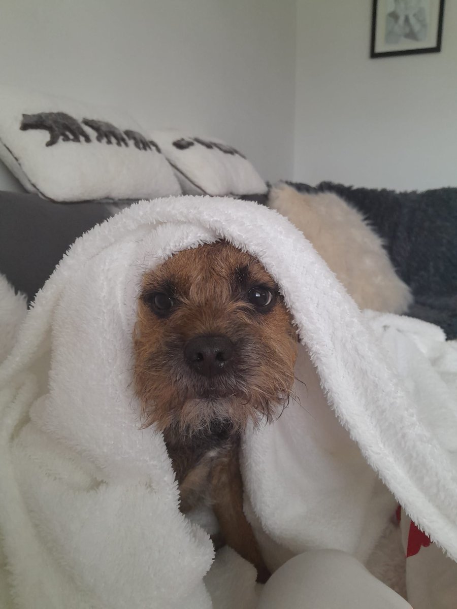 Kobe Border Terrier tweet media