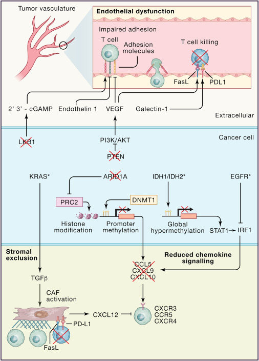 Cancer cell-intrinsic mechanisms driving acquired immune tolerance: Immune evasion is a hallmark of cancer. Ghorani, Swanton, and Quezada discuss the mechanisms whereby cancer cells avoid immune recognition and destruction and present a conceptual framework that places these