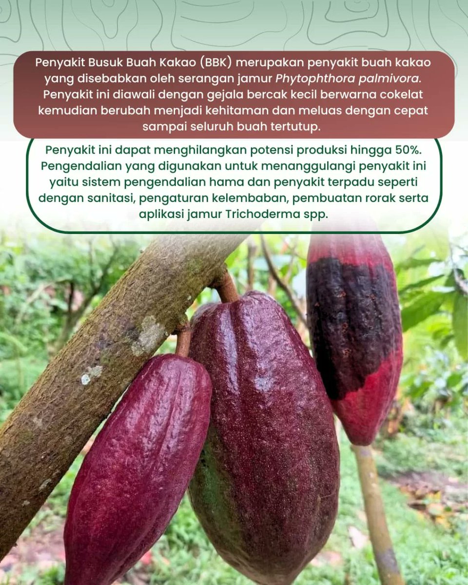 ptpni_regional5's tweet photo. #ROLASPEDIA

Haloo #KawanRolas, pernah ga sih kawan rolas menjumpai buah kakao yang terlihat berwarna hitam kecokelatan bahkan busuk, meskipun masih berada di pohon? 

Ternyata eh ternyata... buah tersebut sedang terkena salah satu penyakit buah kakao yang diakibatkan oleh jamur. https://t.co/9SEoKPbOSS