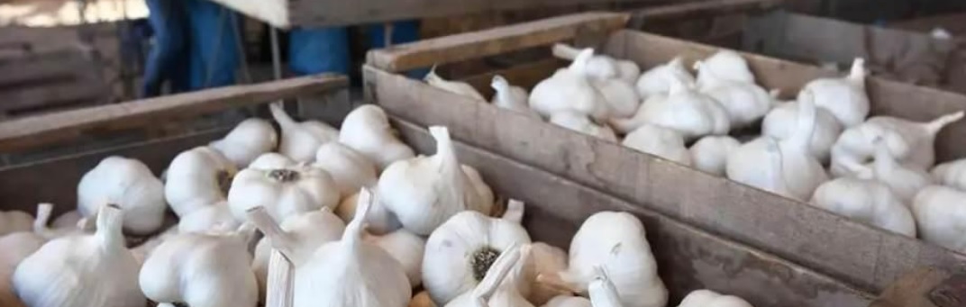 #GestiónAgrícola #Mendoza 
¡Atención! A través de <a href="/PrensaIscamen/">Iscamen</a> les recodamos que hasta el 15/11 está abierta la inscripción para el Registro de empacadores de ajos de la Provincia
Los detalles en acortar.link/plLKkn