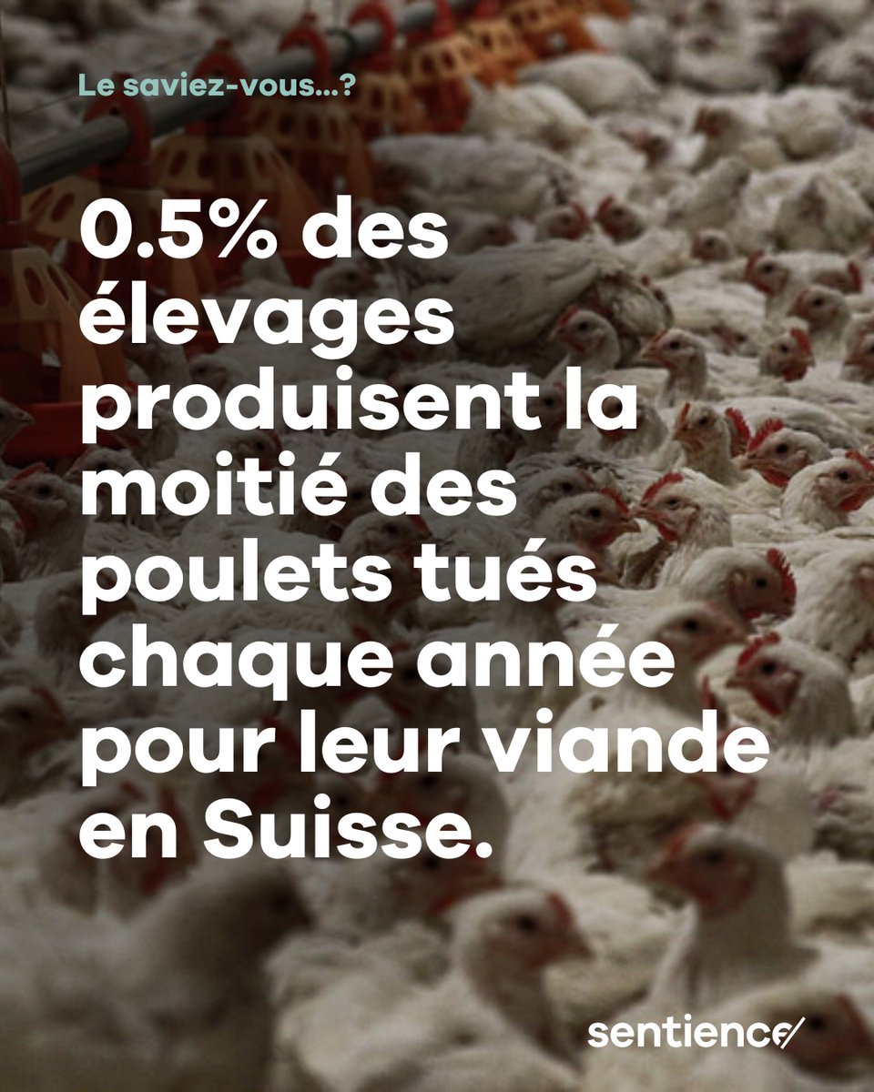 Sur les 80 mio de poulets élevés et tués chaque année, la moitié provient de seulement 243 exploitations (0,5%). 🐓

Partagez ce post avec votre entourage et soutenez-nous dans notre engagement pour les animaux non-humains. Chaque soutien compte. 💚

(Source: Aviforum, 2021)