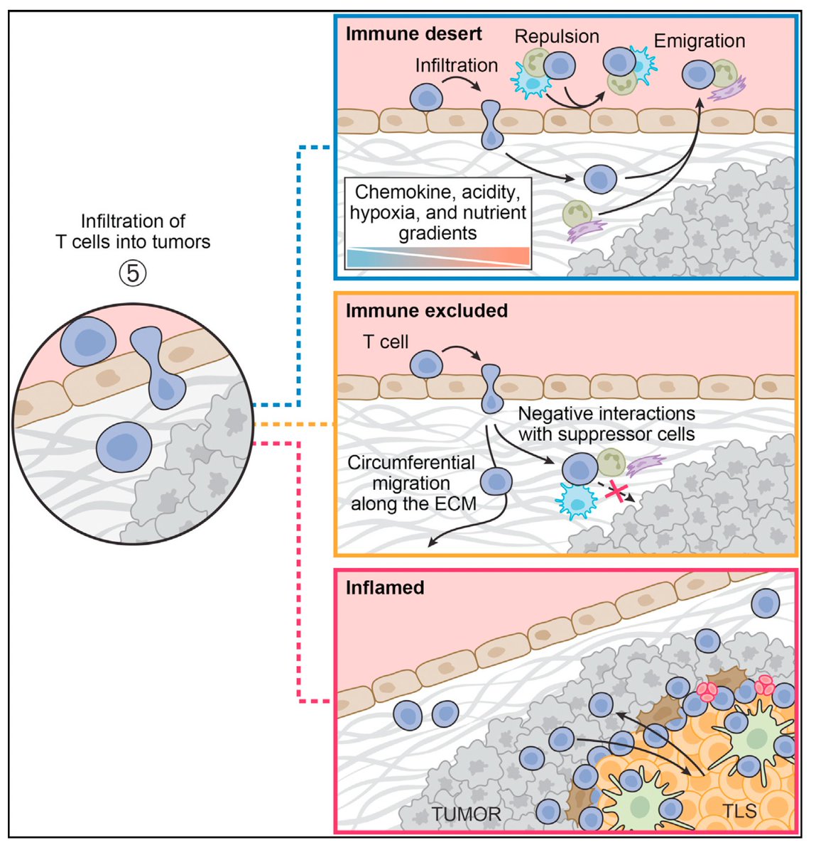 Eric Topol tweet media