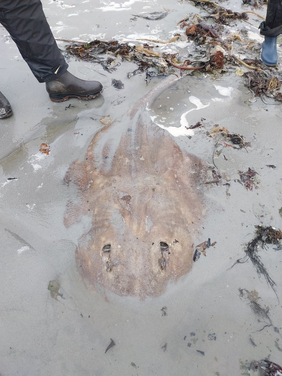 davidwood (@davidwoodislay) on Twitter photo A fairly fresh and whopping Flapper Skate washed up on Corran Sands, Jura. About 6ft long and 5ft across. <a href="/SharkTrustUK/">The Shark Trust</a> A fairly fresh and whopping Flapper Skate washed up on Corran Sands, Jura. About 6ft long and 5ft across. <a href="/SharkTrustUK/">The Shark Trust</a>