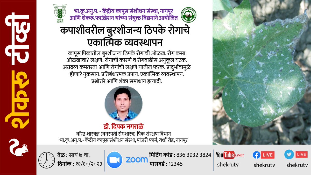 shekruTV's tweet photo. Integrated Mgmt of #LeafSpot Disease in #Cotton
Dr. Dipak T. Nagrale
Senior Scientist (#PlantPathology)
#ICAR-Central #Cotton Research Inst #Nagpur
11/10 7pm
कपाशीवरील #बुरशी जन्य #ठिपके रोगाचे एकात्मिक व्यवस्थापन
डॉ. दिपक नगराळे
११/१० सायं ७ https://t.co/70bbSUrztx
