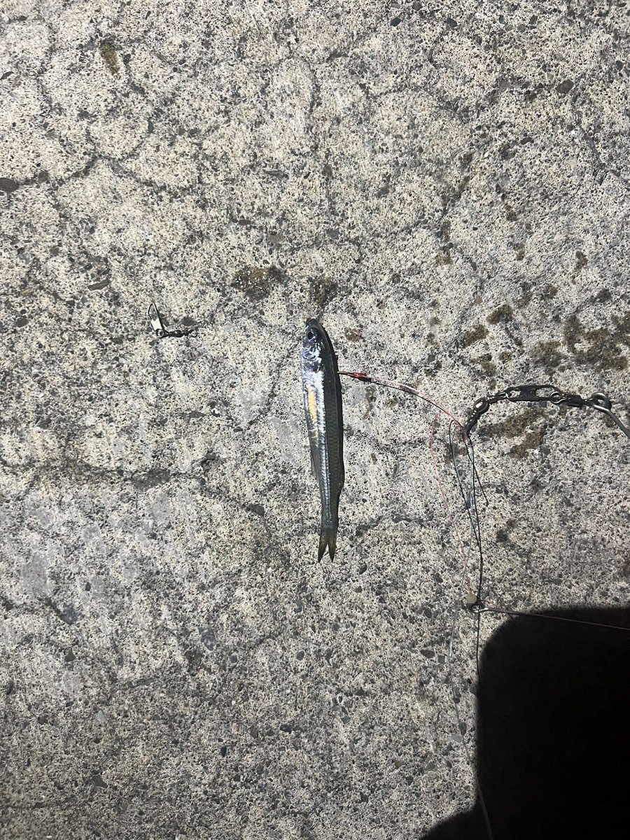 wKAIOw's tweet photo. 釣りしてきたー🎣
小魚1匹しか釣れなかったけどそれでも楽しいのが釣り！！からの山岡家！！！ https://t.co/DhVGp61mMX