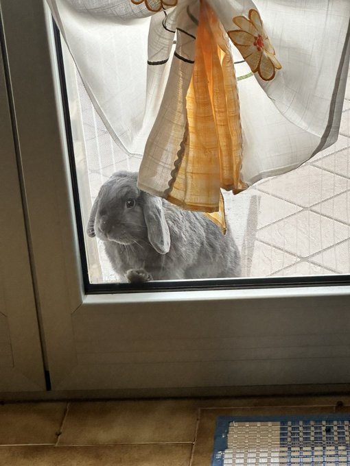 🐰Mumther, you are so cruel, let me in I am starving! 👩&zwj;🦰 You just had your breakfast! 🐰 Yes but I still