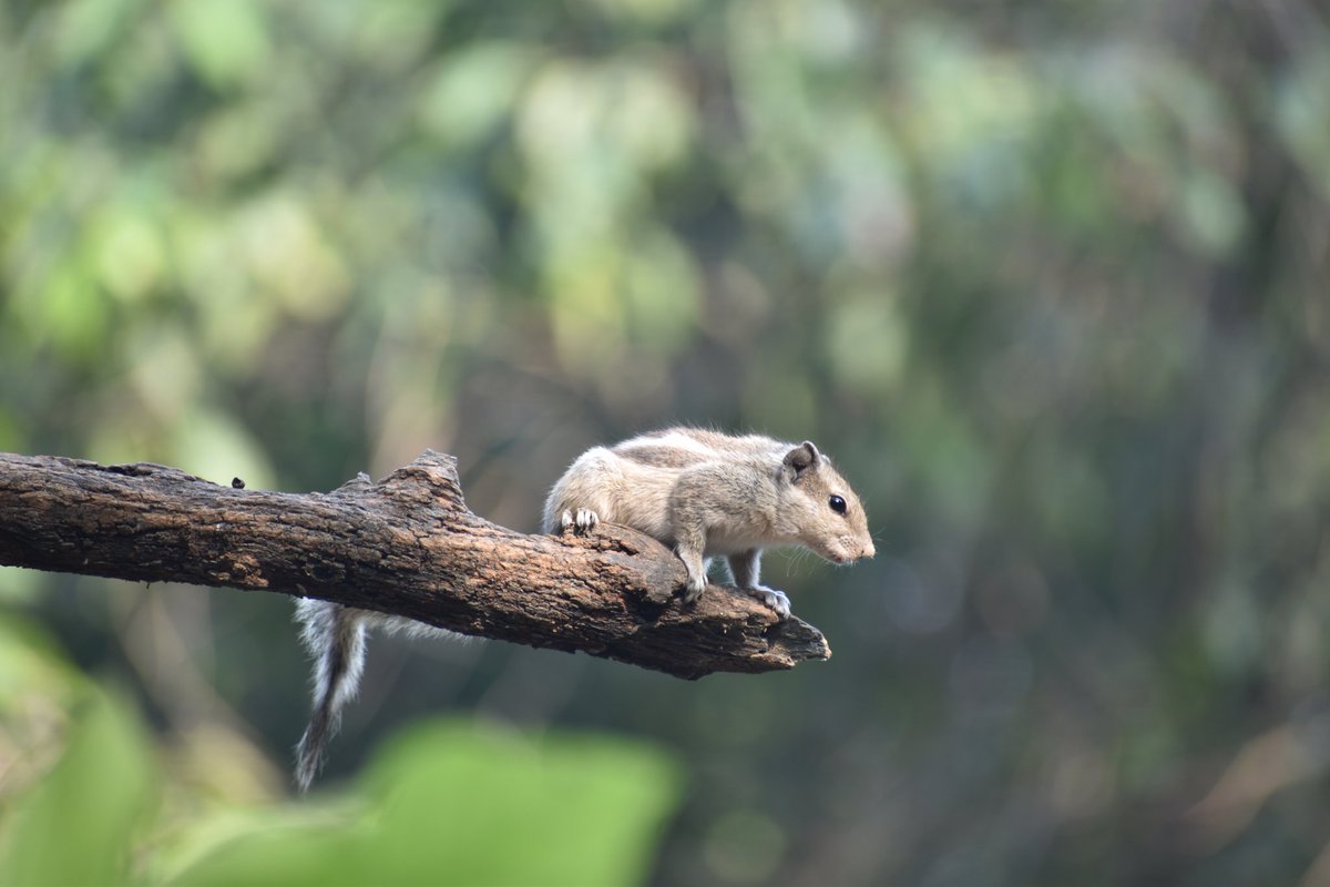Dpsairy's tweet photo. Alert Squirrel. 
Location:- New Delhi, India.

#Squirrels #squirrel #SquirrelScrolling #animals https://t.co/6g4CrZjGQD