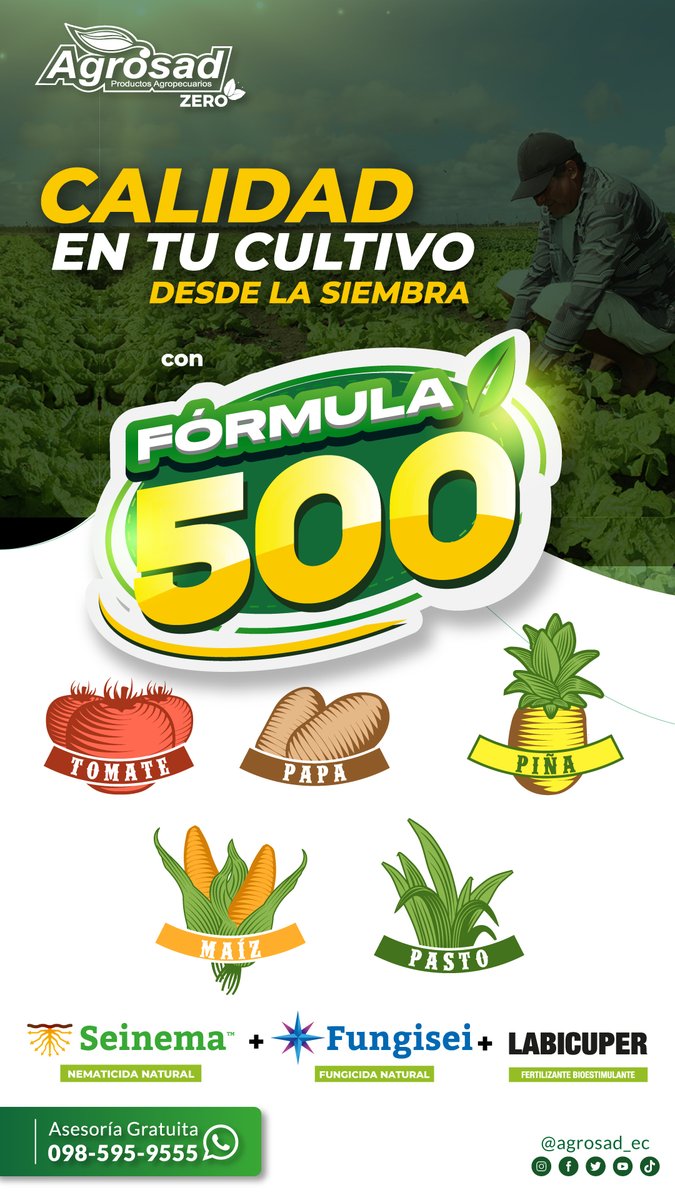 agrosad_ec's tweet photo. ✔️Tu cultivo con mayor calidad desde la siembra con #Formula500 💪🏻
Ideal para cultivos de papa, tomate, piña, maíz y pasto. 🥔🍍🍅🌽 https://t.co/1wYqMubHTV