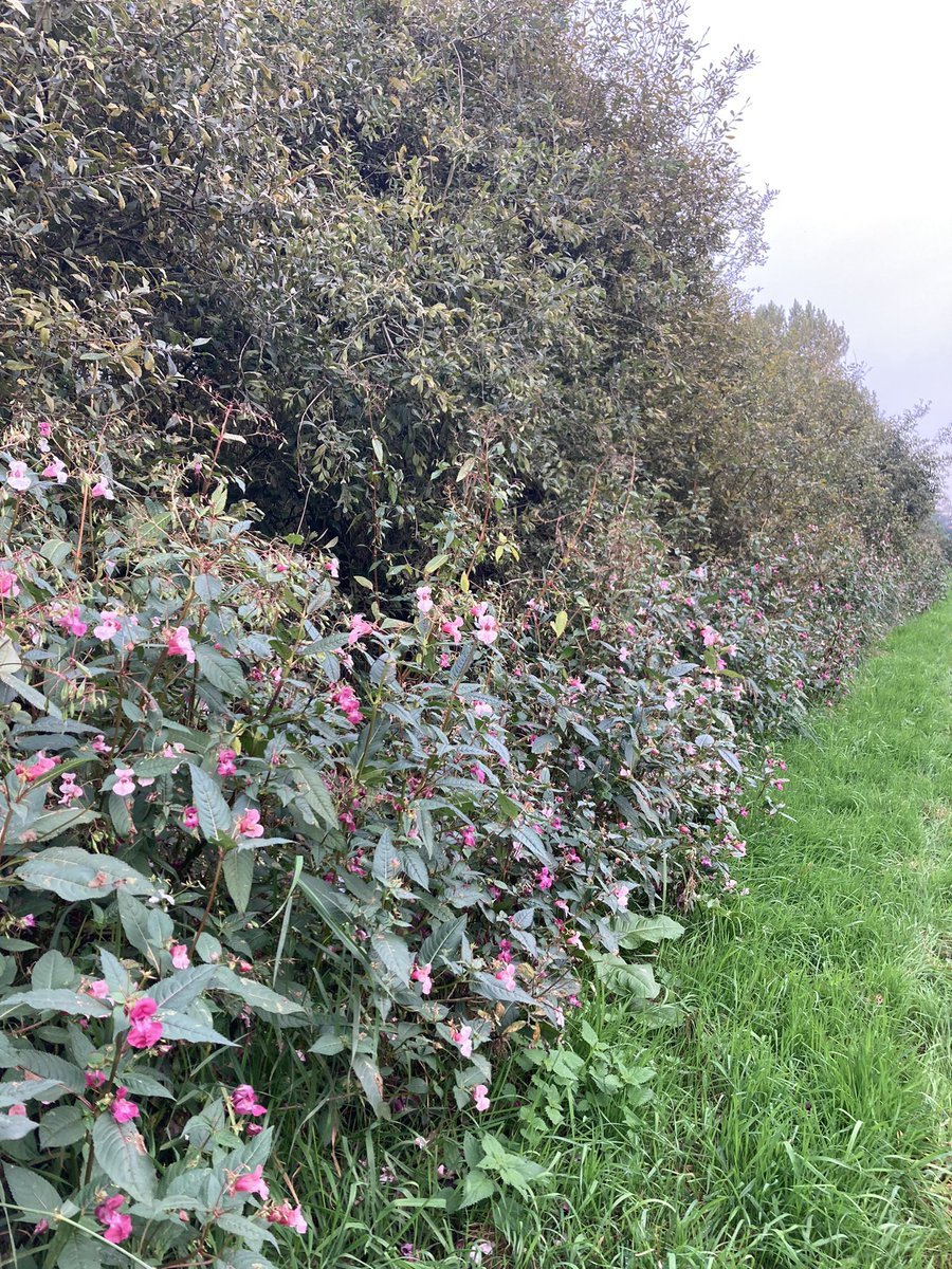 Voor de één zal dit een rommelig geheel zijn. Voor de ander horen deze reuzebalsemien hier niet, maar ik zie er nu nog heel veel wilde bijen op. Is voor mij #biodiversiteit in combinatie met de wilgen.