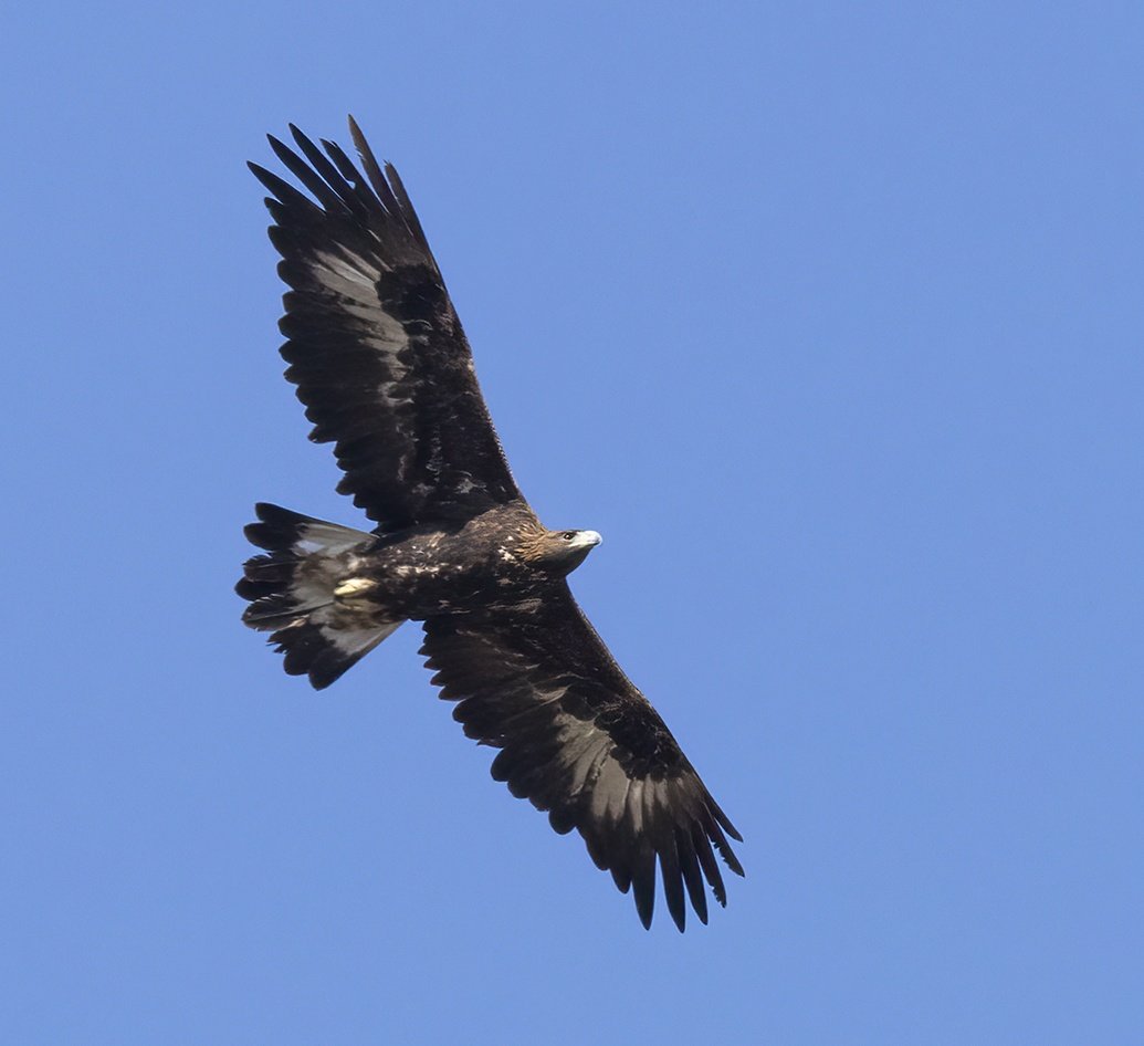 Kaya Kartalı / Golden Eagle 08.10.2023 Ankara/Ayaş🇹🇷