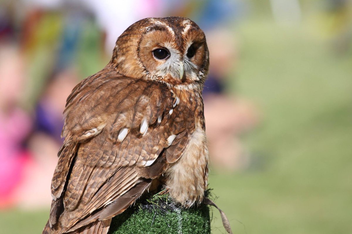Tuesday Challenge 💭 

Can you guess which of the following statements is true? 

A) Owls are known for their exceptional eyesight, especially in low light. 

B) Owls are the only birds that can fly backward. 

C) Owls primarily feed on fruits and vegetables. 

Comment below!