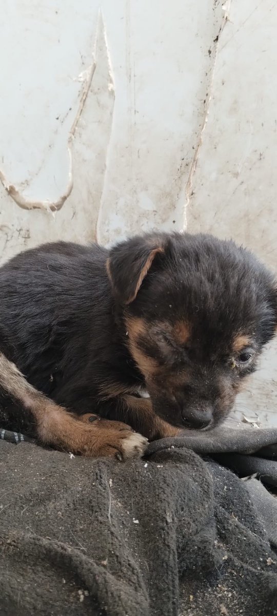 patripeyrou's tweet photo. ¡¡URGENTE TRANSITO!! 
Este perrito está tirado en la basura, es un macho bebé. 
No puedo hacerme cargo ya que estoy a mis 8 meses de embarazo y no estoy en condiciones de ocuparme con animalitos por el momento.
• Zona José C.paz, Barrio - Lamas
• Contacto: 1162340516 https://t.co/Z1LI0PFNU8